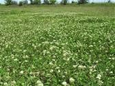 White Clover Seed 1 LB