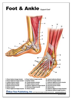 Blue Tree Publishing Foot and Ankle Anatomical Chart 8 x 11.25inch, laminated