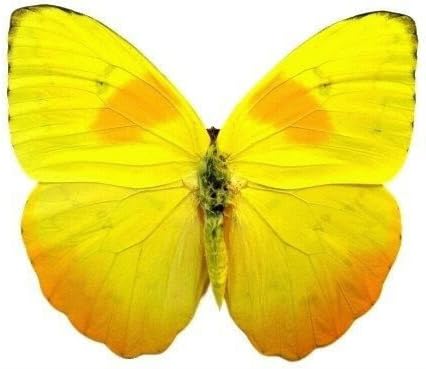 Mounted Orange-Barred Sulphur Butterfly Table Top Display (4" x 4" x 5.5")