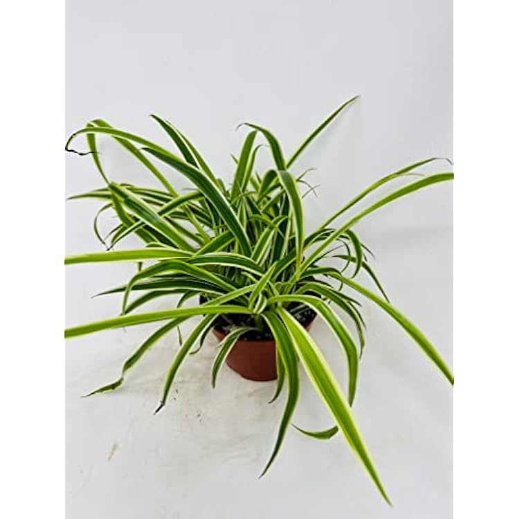 Reverse Variegated Spider Plant - Easy to GrowCleans The Air - 4in Pot