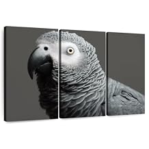ElephantStock - African Grey Parrot Wall Art - Horizontal Multi Panel Canvas - 3 Piece Living Room Wall Decor - Photography Animal Multi Piece Wall Art - Gray And Black Decor - 45" x 28"