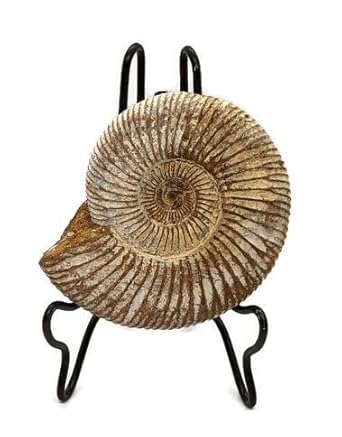 Ammonite Fossil with Stand. Genuine Ammonite from Madagascar.