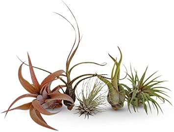 Air Plants Tillandsia Collection of 5 Easy Houseplants for Beginners Small to Medium 1.5"-6"+