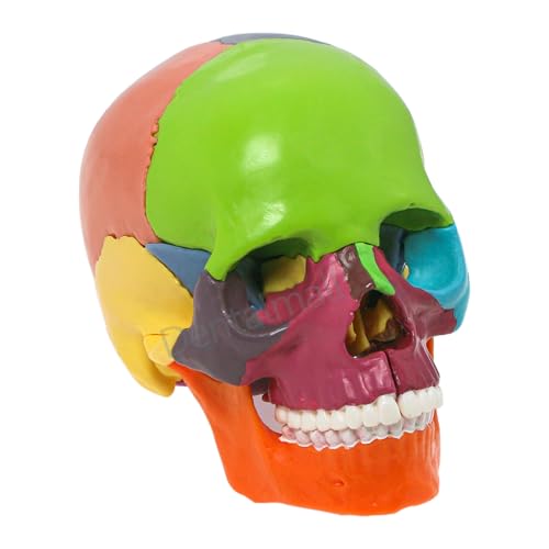 Anatomy Mini Skull Model, 15 Parts, Human Exploded Skull, Detachable, Multicolor