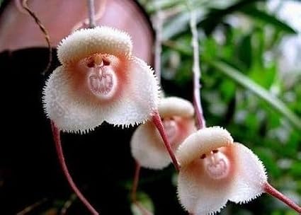 Monkey Face Orchid Flower Seeds 100pcs Brown