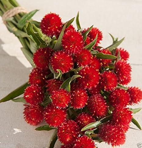 VISTARIC Globe Amaranth - Strawberry Fields (30 Seeds) Very Easy to Grow from Seed !