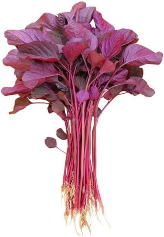 Red Spinach Seeds (Amaranth/Lal Shak) – 5 Gram | Fast-Growing Leafy Vegetable for Home Garden