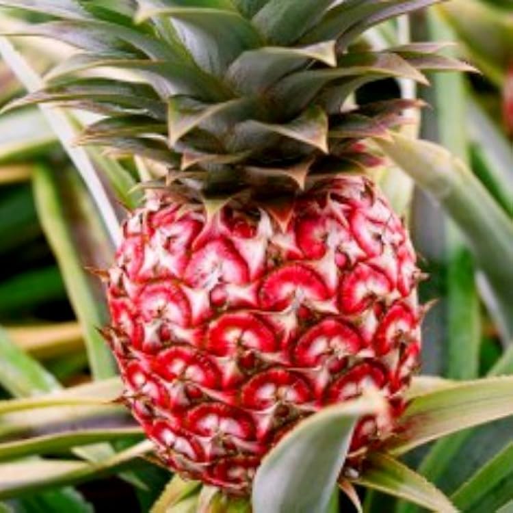Pineapple Plants Florida Special Includes Four 4 Plants