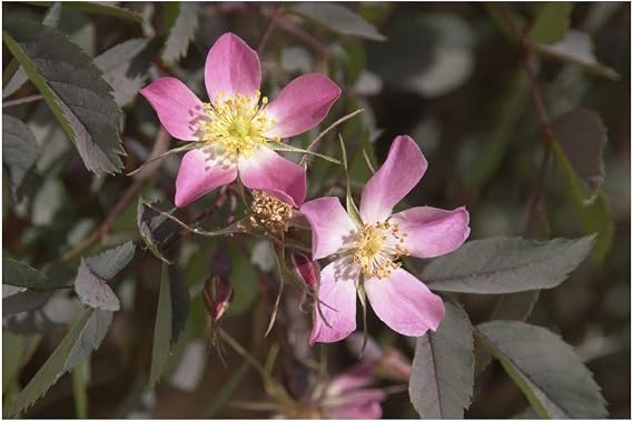 RP Seeds Rosa rubrifolia (Red-Leaved Rose) - 40 Seeds