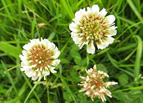 Dutch White Clover Nitro Coated Inoculated Seed By Seed Kingdom Bulk 1 Lb Seeds