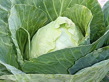 Cabbage Early Jersey Wakefield Great Heirloom Vegetable by Seed Kingdom 800 Seeds