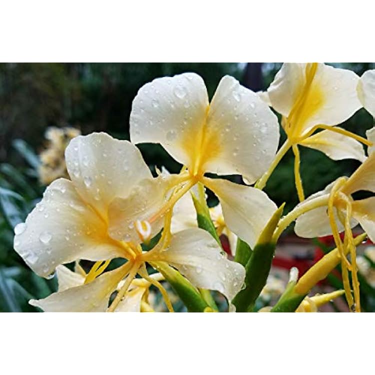 Fragant - Butterfly Bush - White Ginger Flower - Root #Z301BBB