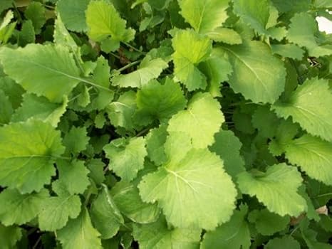 Turnip Greens Heirloom Seven Tops by Stonysoil Seed Company