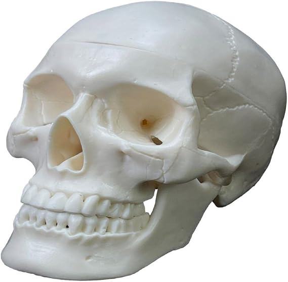 Human Skull Anatomical Model Life Size Human Anatomy Head Skeleton Model Includes Full Set of Teeth Removable Skul Cap Anatomical Skull Model for Studying