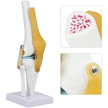 Anatomical Knee Joint with Ligaments Model,Life Size