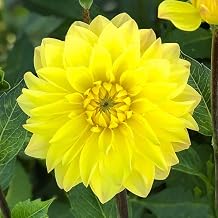 American Sun Dahlia Tuber - Versatile, Large Blooms, Perennial Dahlia Flowering Tubers | Ready to Plant - Fast Growing & Perfect for Any Garden (2 Pack)