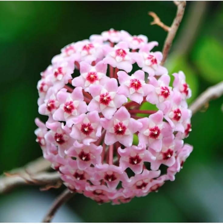 Mum Çiçeği Açık Pembe 20-25 cm Ev Salon Bitkisi Hoya Carnosa