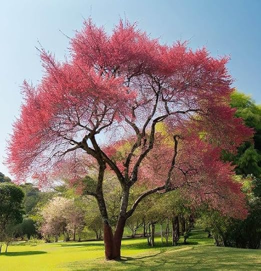 North America Black Cherry Tree Seeds, Prunus serotina Tree Seeds, Black Cherry Produces Fragrant Flowers (1200 Seeds)