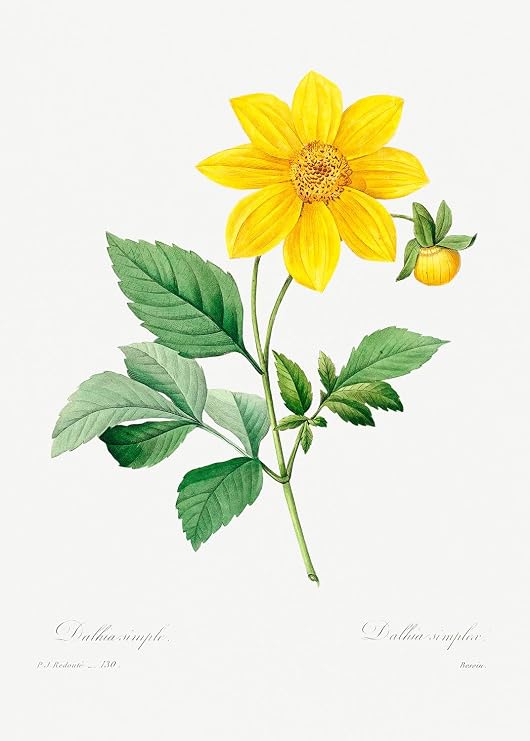 Eurisko Studios Botanical Plant Print - Dahlia by Pierre Joseph Redoute Art Print