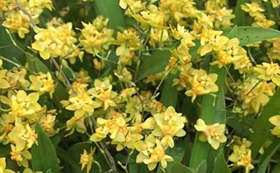-Onc. Twinkle Yellow Bird - Fragrant Blooms Easy to Grow and Bloom! Miniature windowsill-Size, Cool and Warm Tolerant. Yellow Flowered Variety. NOT in BloomBud When Shipped