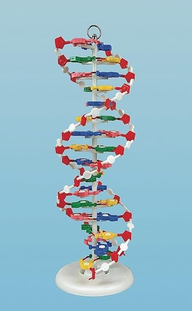 United Scientific Supplies DNAM01 DNA Model