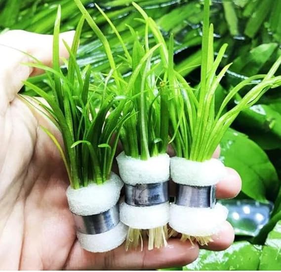 Sagittaria Subulata 1 Bağ 2-4 Kök Akvaryum Zemin Bitkisi Canlı Akvaryum Bitkisi