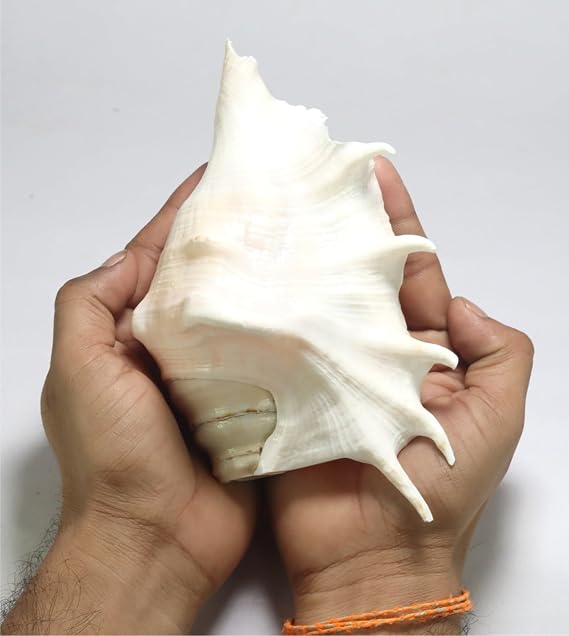 ASHIRWAD Panchmukhi Shankh, Kamdhenu Gaumukhi Shankh for Good Health, removes Negative Energy (5.0 White)