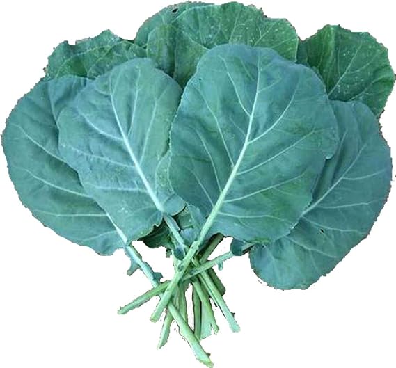 UtopiaSeeds Champion Collard Seeds - Collard Greens - Delicious Vegetable
