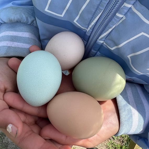 6 Fertile Chicken Hatching Eggs - Ready to hatch in just 21 days - Acosta's Farm
