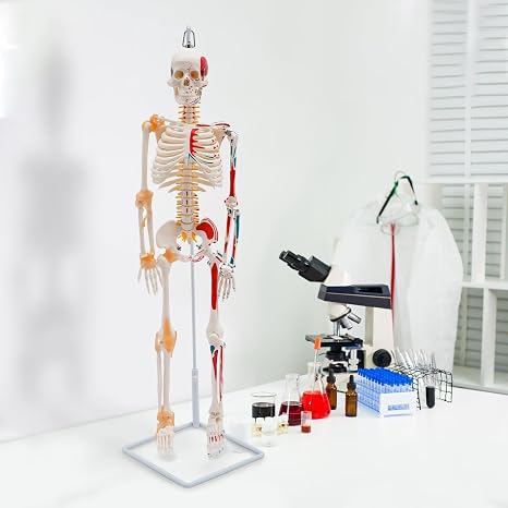 34Inch Half Life Size Skeleton Model with Spinal Nerves, Muscle Insertion, Human Skeleton Mode Origin Points, Rolling Stand Study DisplayHanging Style Human Skeleton Model Includes Joint Ligaments