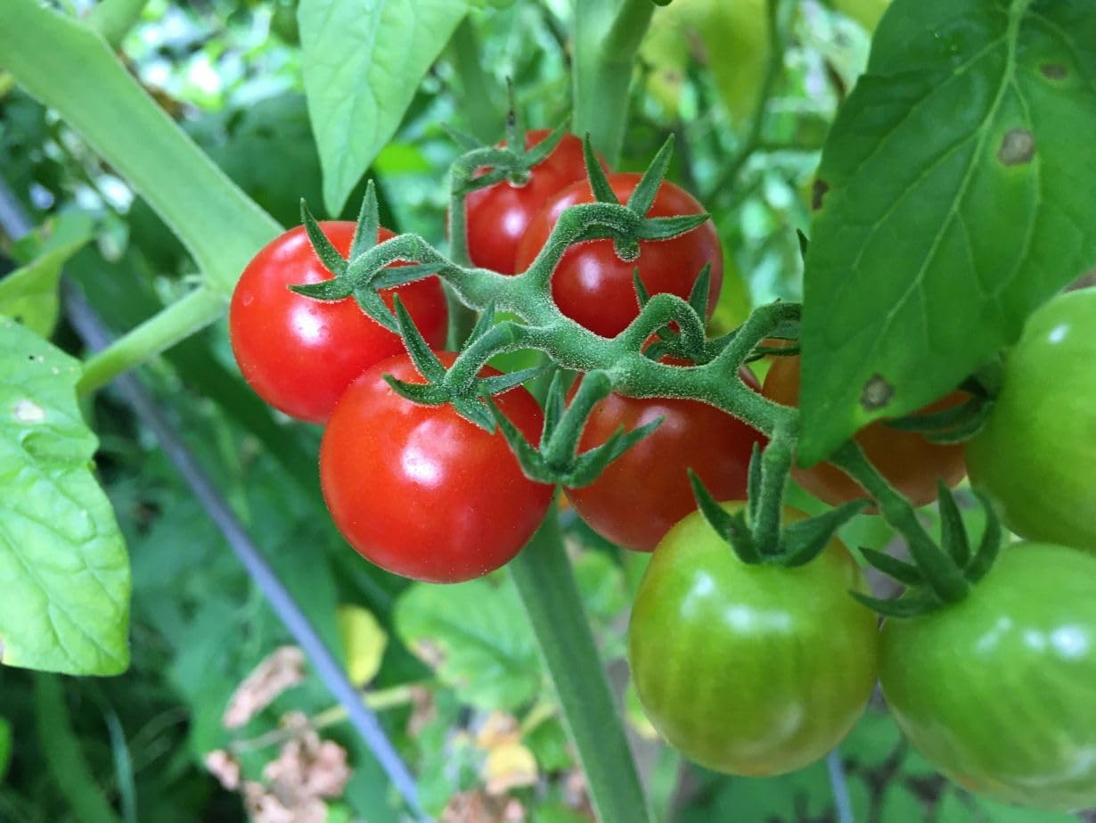 Tomato Alicante - Traditional Salad Cordon Tomato - 40 Seeds | Early Ripening & Heavy Cropping | Easy to Grow
