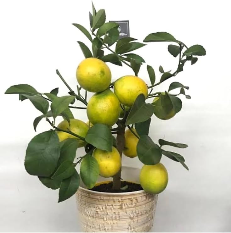 Saksılı Tam Bodur Limon Ağacı, Sarı Meyve, İç Mekan Bitkisi