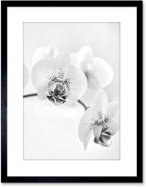 The Art Stop Photo Nature Plant Orchid Flower Black White Framed Print F97X4368
