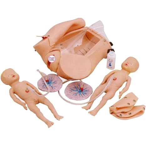 Birth Simulator Child Birth Education Tools Childbirth Demonstration Pelvis Model Obstetrics Training Model Gynecology, Birth Model Simulator, Teachings Birth Simulator Baby Models, Uterus
