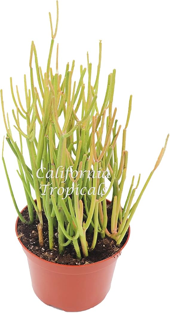 Sticks on Fire - 6'' from California Tropicals