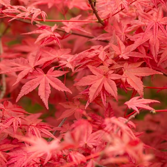 Acer palmatum Japanese Maple Tree | Delicate Foliage | Colour-Changing Beauty | Container or Garden Plant - 2X 3.5 Litre Potted Plant By Thompson & Morgan