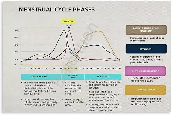 SSOPTMCB Understanding the Menstrual Cycle Poster Hormone Level Chart Educational Womens Health Wall-Art for Study Clinic Room(Unframed,08x12inch(20x30cm))