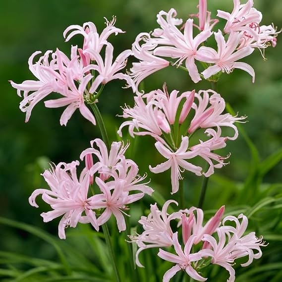 Japanese Spider Lily Flower Bulbs - 2 Bulbs per Pack - Attracts Butterflies and Hummingbirds - Good as Cut Flowers - Grows Well in Containers - Perennializing