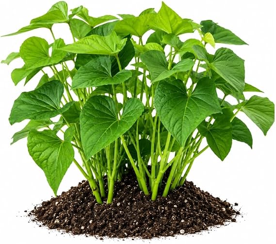 Votaniki Beauregard Sweet Potato Slips for Planting, Orange Flesh Vegetable Starter Plants, 90 Day Harvest, Full Sun for Raised Beds, Containers and Home Gardens(15 Pack)