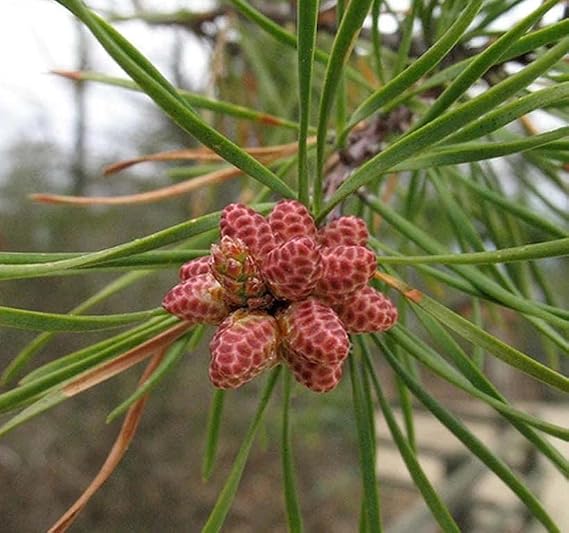 Pinus virginiana (Virginia Pine, Scrub Pine, Jersey Pine) Tree Seed, Short Yellow-Green Needles, Light Brown Cones, You Choose The Quantity (1 Pack)