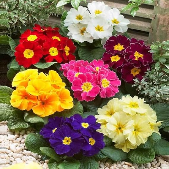 Seeds Primrose Mix Primula Perennial Flowers