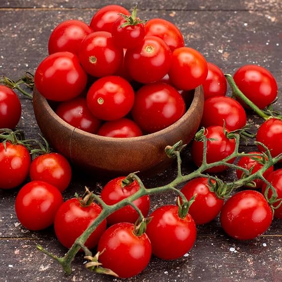 Tomato Tiny Tim Seeds – Dwarf Cherry Tomato for Pots, Containers & Small Spaces – Sweet, Juicy Fruit – Compact, Bushy Growth – Ideal for Kids – for Your Kitchen Garden