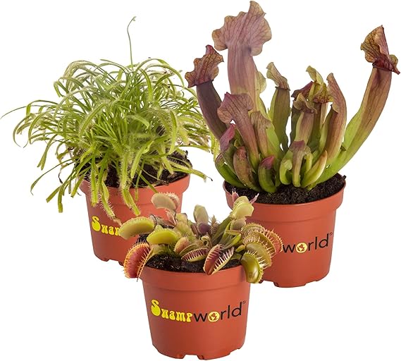 Vdvelde - Carnivorous Plants Set of 5 with Venus Fly Trap