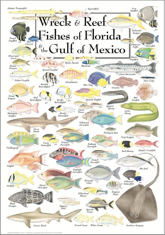Earth Sky + Water - Wreck & Reef Fishes of Florida & the Gulf of Mexico - Poster