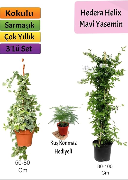 Gardenbox Mavi Yasemin, Hedera Helix, Tül Çiçeği Hediyeli, Çok Renkli, Dış Mekan Sarmaşık Bitkileri Seti