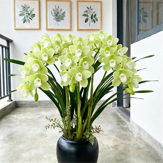 Rare Variety - Cold-Hardy Perennial Cymbidium Orchid - Cymbidium Orchid Rhizome - Desktop and windowsill Decoration/That Grow Fast/Golden Jade Carving/Garden-3 Roots-I