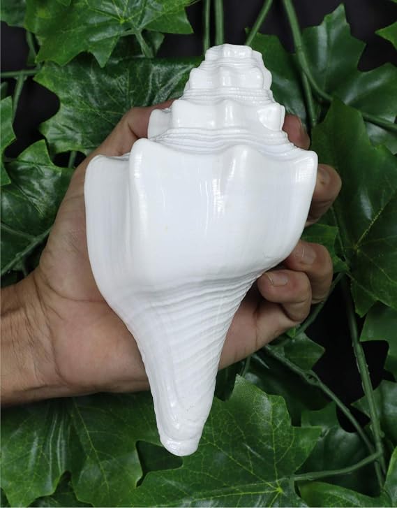 ASHIRWAD Blowing Shankh Vamavarti Dattatreya - Conch Shell - Puja Ritual - Shankhnaad (Shankh-03)