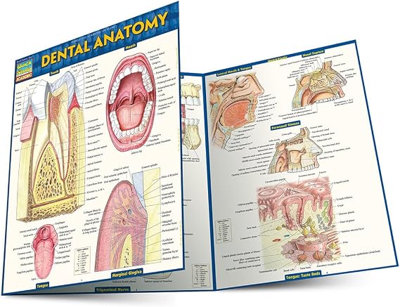 Dental Anatomy: QuickStudy Laminated Reference Guide (QuickStudy Academic)