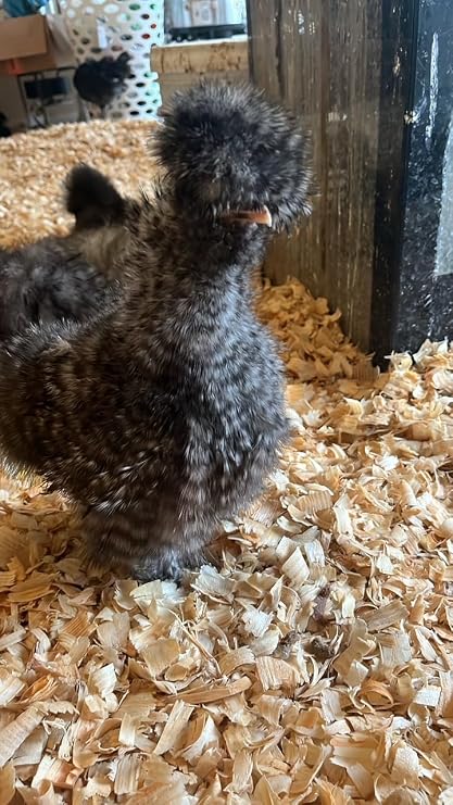Generic Cuckoo Silkie Organic Chicken Eggs 8, Black