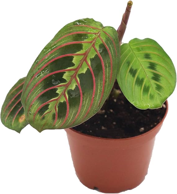 Red Maranta Prayer - 3" from California Tropicals